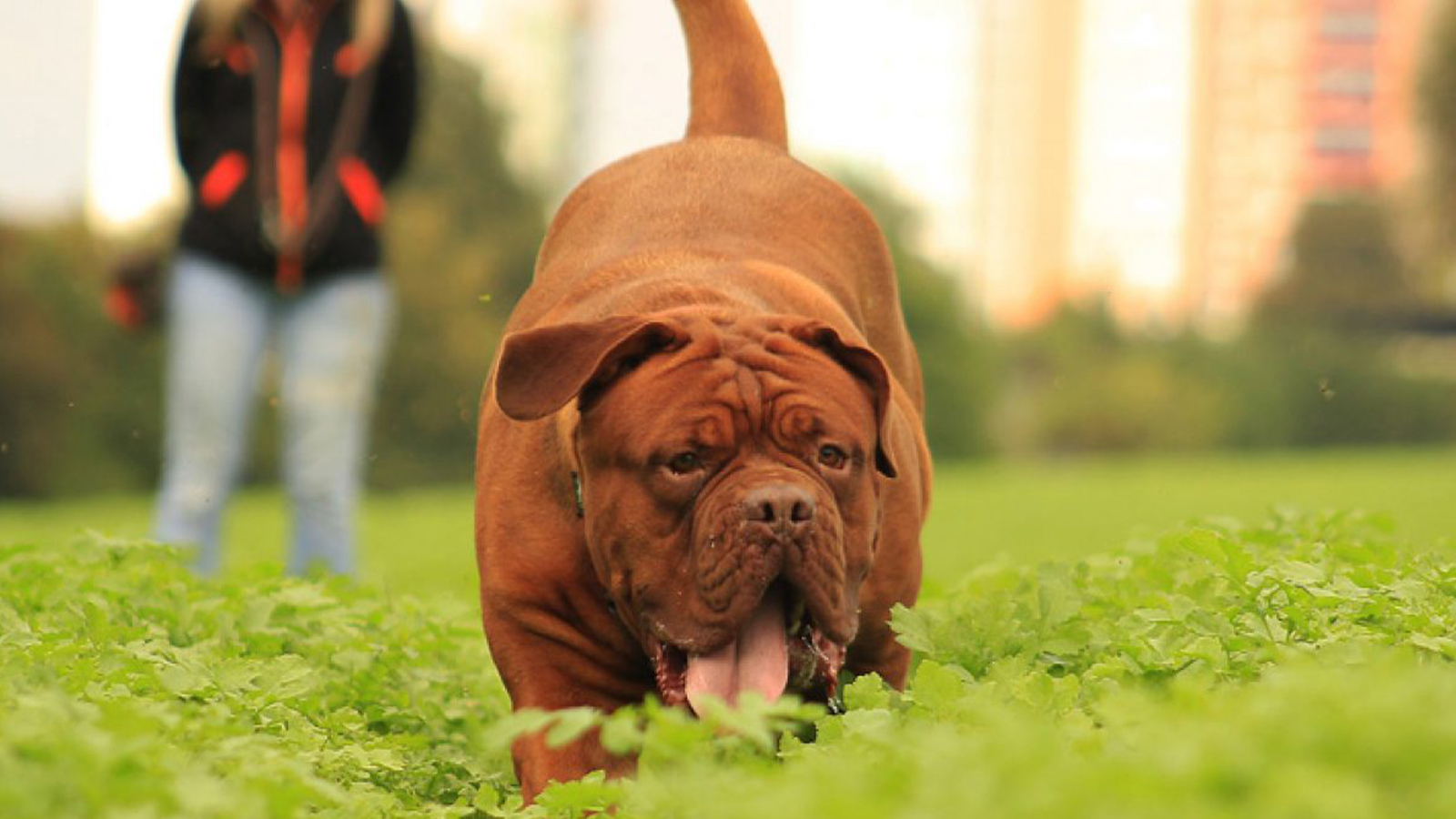 centro veterinário